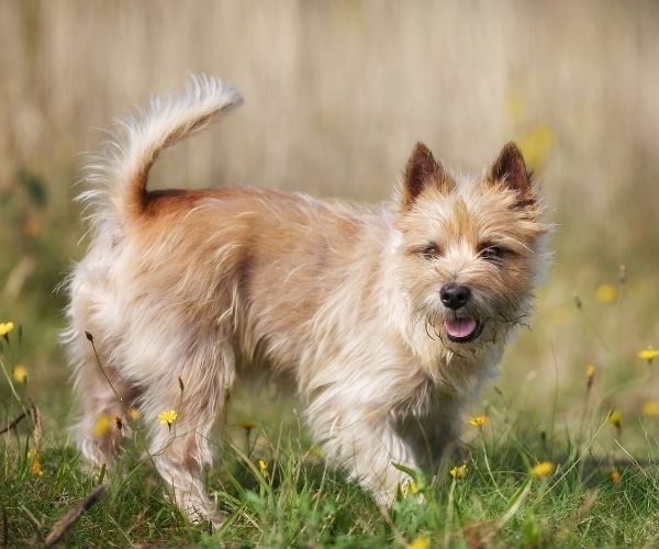 Terrier Cairn