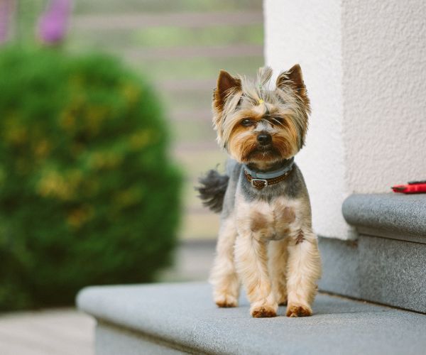 Terrier du Yorkshire