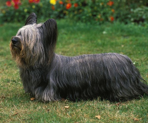 Terrier Skye