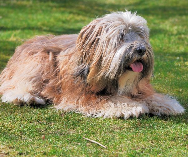 Terrier Tibétain