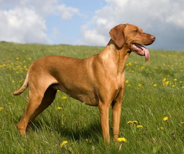 Vizsla