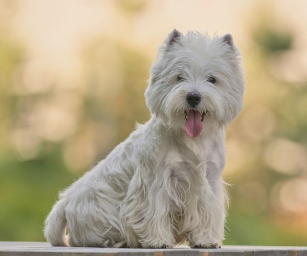 Terrier blanc du West Highland