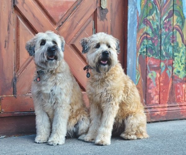 Terrier Wheaten