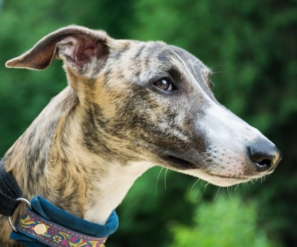 Whippet