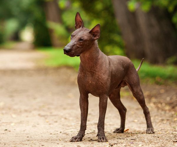Chien nu Mexicain