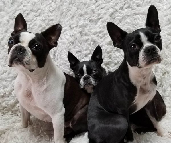 Terrier de Boston