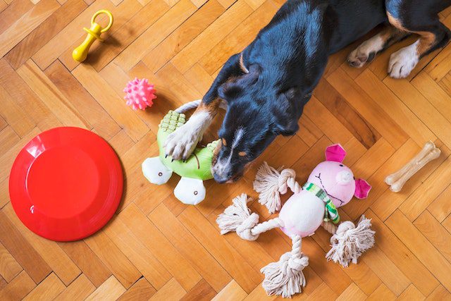 Chien noir qui joue avec articles pour chiens
