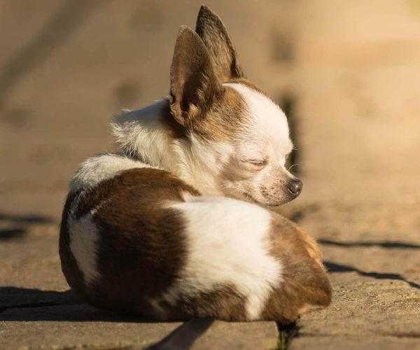 Chihuahua
