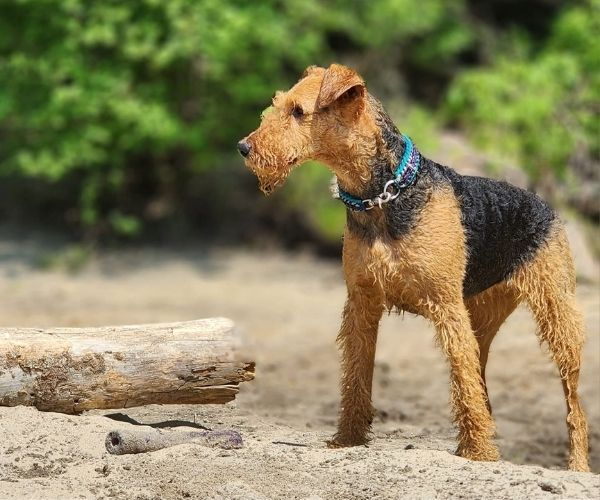 Terrier Airedale