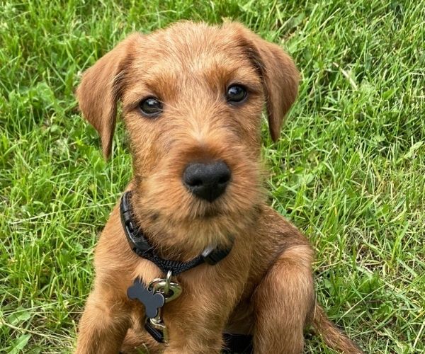 Terrier Irlandais