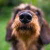 touche Chien brun de proche touche gros museau